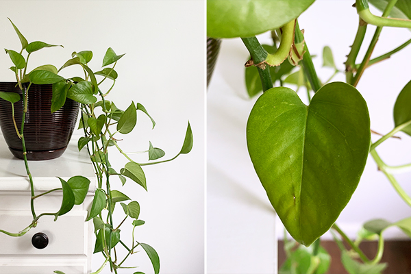 https://www.ae.com/aerie-real-life/wp-content/uploads/2020/04/Philodendron.jpg