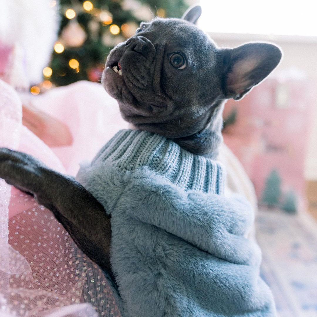 Matching sales pet sweaters